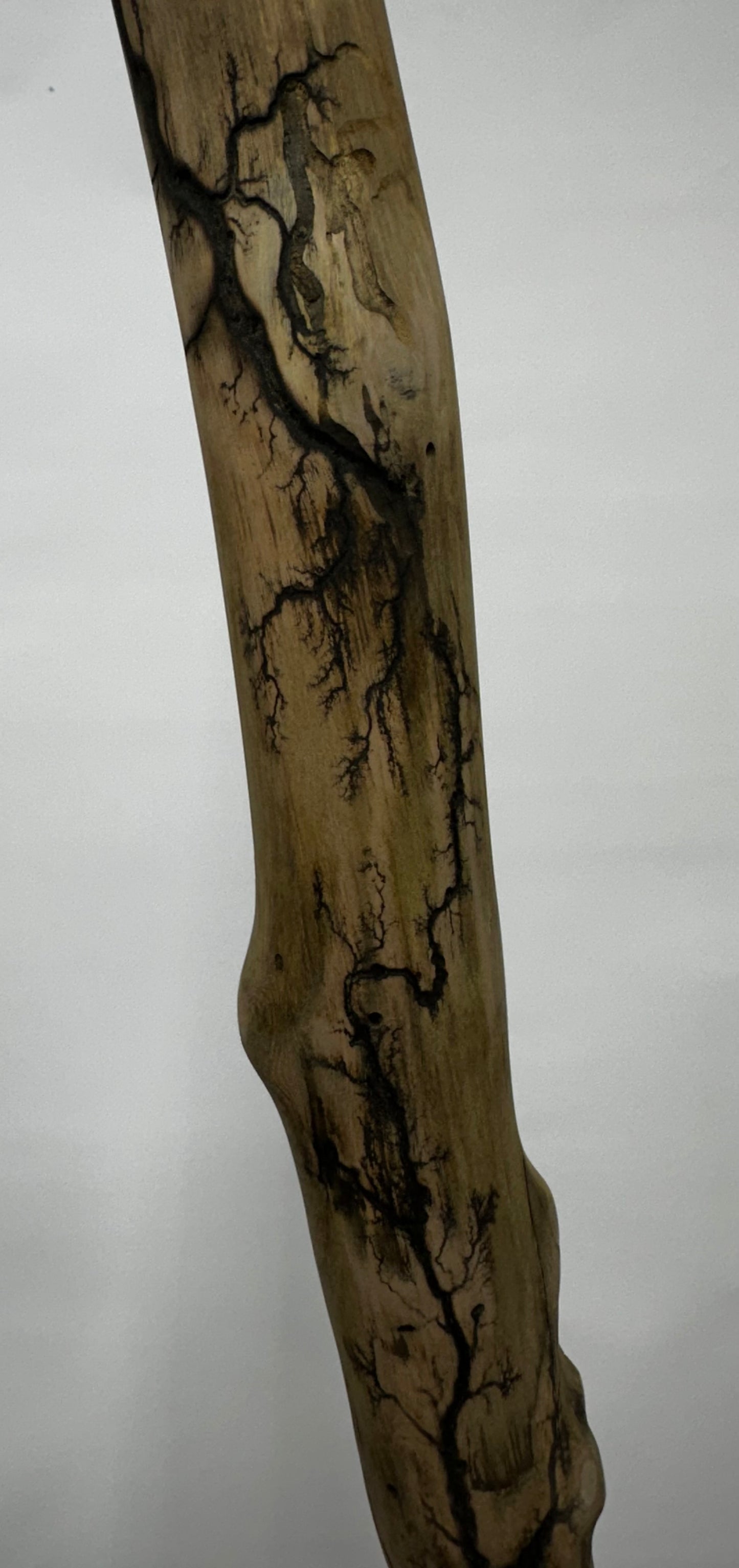 Fractal Burned Walking Stick