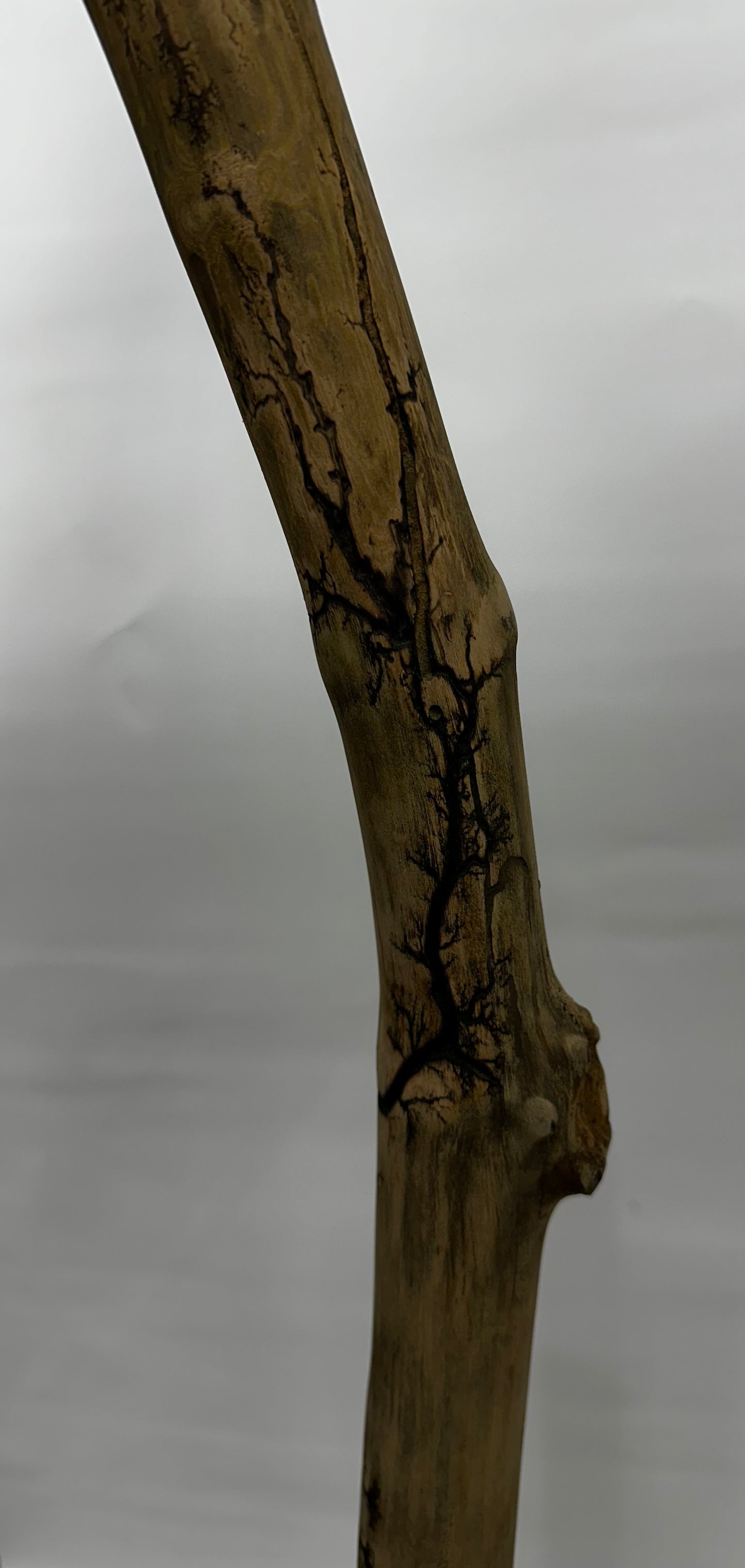 Fractal Burned Walking Stick