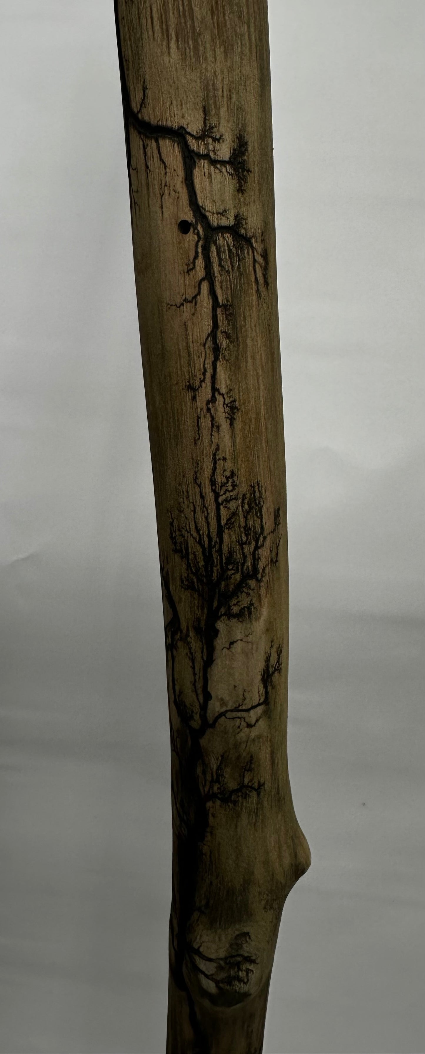 Fractal Burned Walking Stick