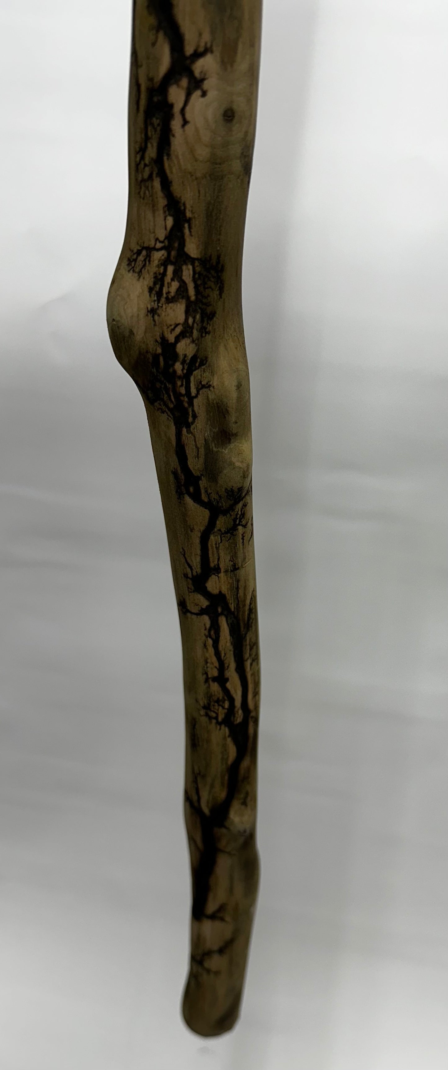 Fractal Burned Walking Stick